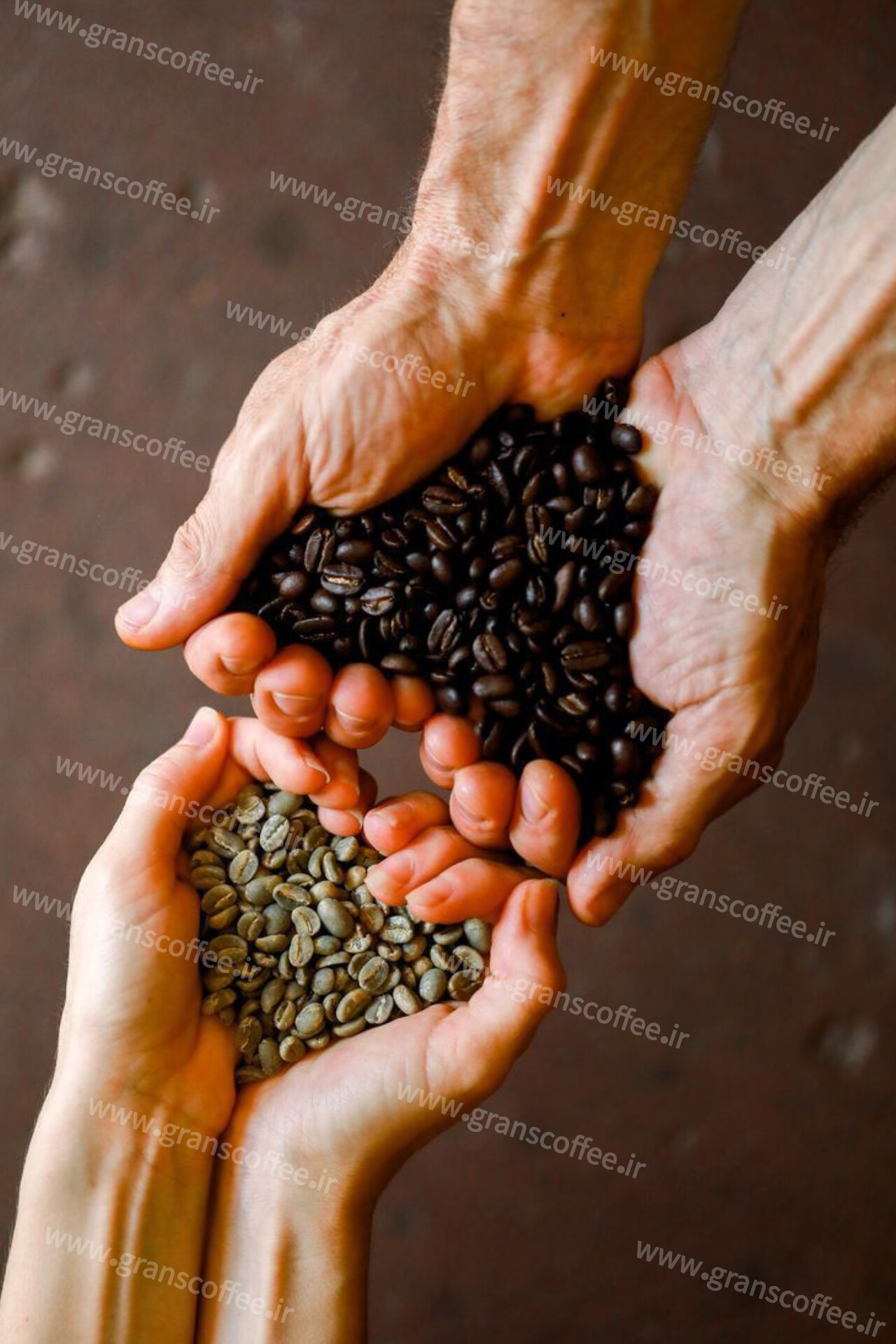 قهوه روبوستا دارک: طعم تلخ، انرژی زیاد و همه چیز درباره آن