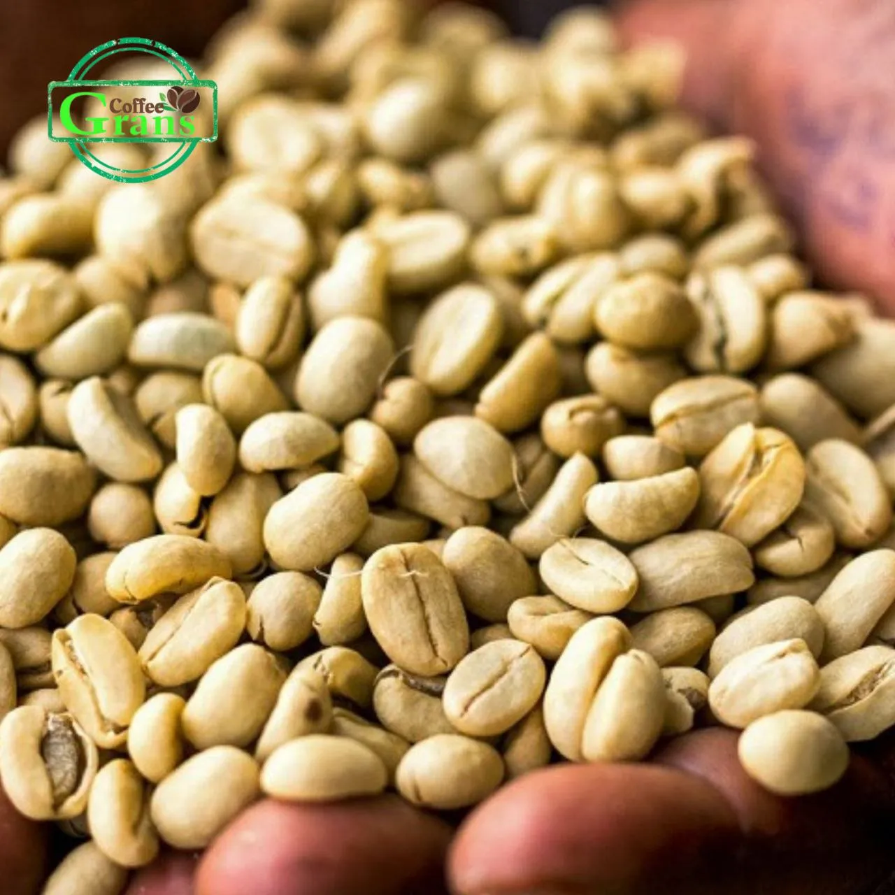 دانه سبز قهوه روبوستا اندونزی جاوا | Grans Coffee