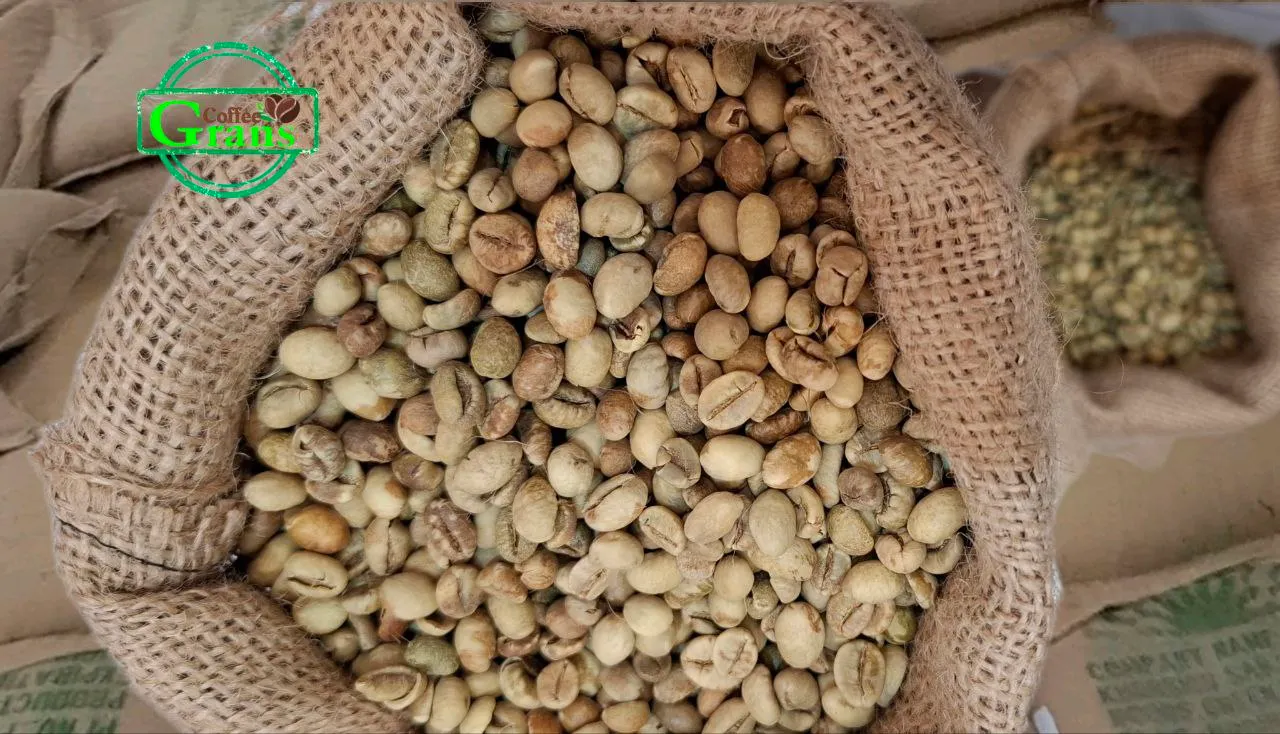 دانه سبز قهوه عربیکا هند پلنتیشن AA